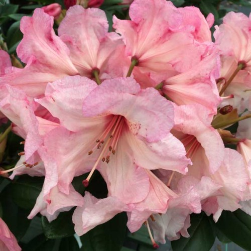 Rhododendron Virginia Richards Hardy Hybrid | ScotPlants Direct